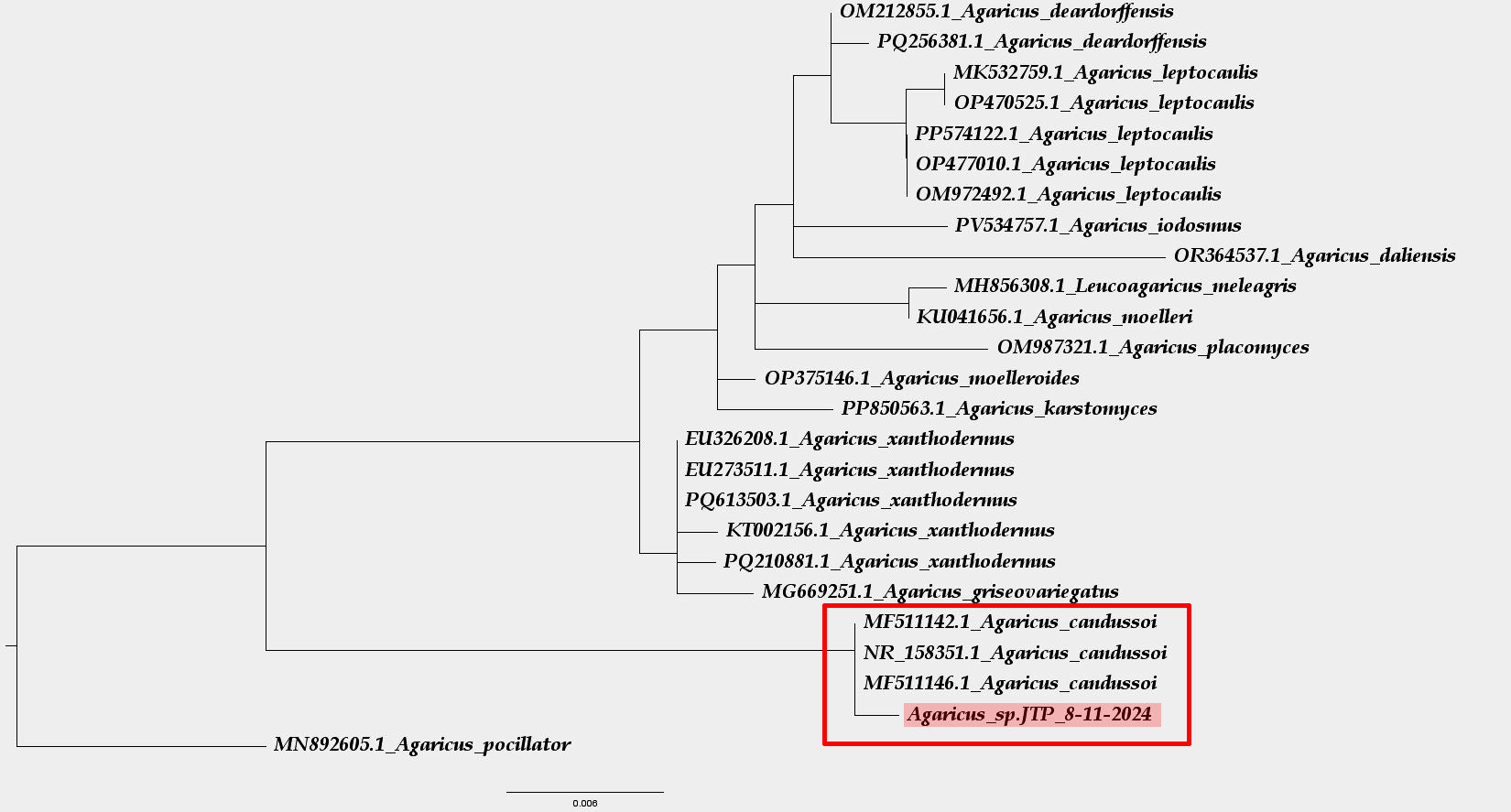 Árbol Filogenético